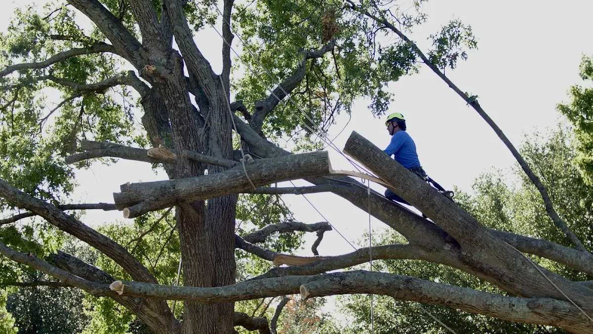 Professional Crown Thinning performed by certified arborists in Cincinnati